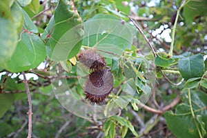 Gray Nicker Caesalpinia bonduc, Caesalpinia bonducella, branch with fruit, nickernuts or nickar nuts. Caesalpinia bonduc. Fort D