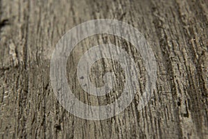 Gray oakwood surface background texture