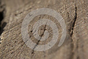 Gray oakwood surface background texture