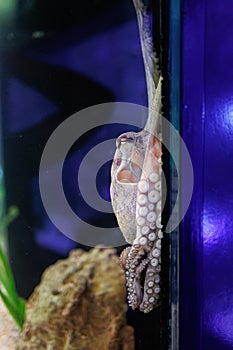 Gray octopus with long tentacles attached to the wall of the aquarium