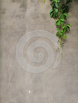 Gray old concrete wall and plant leaves green abstract background