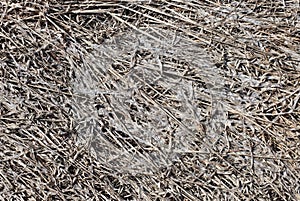 Gray old dead grass