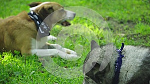 Gray and orange dog with a scarf around his neck lie on the grass and gnaw bones