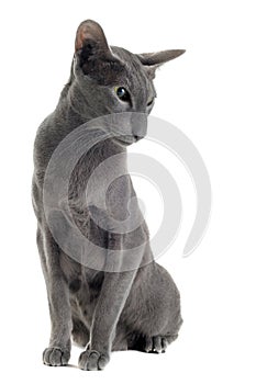 Gray oriental cat
