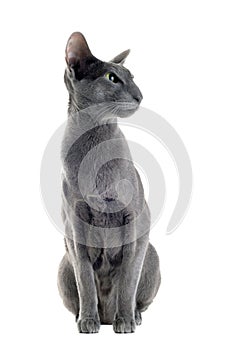 Gray oriental cat photo