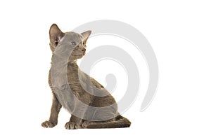 Gray oriental shorhair kitten looking over its shoulder to