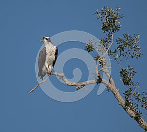 Gray osprey perched atop a tree, looking downwards with its beady eyes