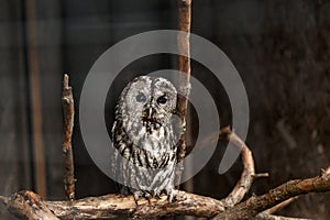 Gray owl in a cage