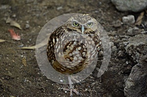 Camouflaged owl photo