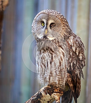 Gray Owl Wink