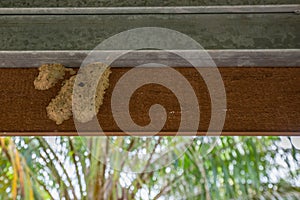 Gray paper wasp nest in beam wood under metal roof construction tropically found in Asia.. Thailand