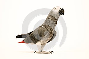 Gray Parrot
