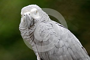 Gray Parrot