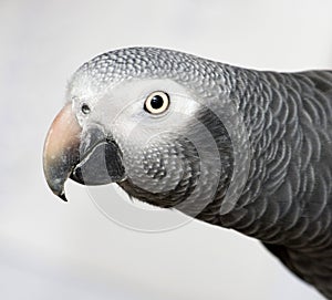 Gray parrot