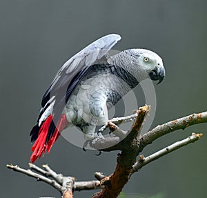 Gray Parrot