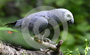 Gray Parrot