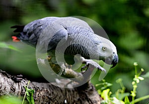 Gray Parrot