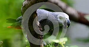 Gray Parrot