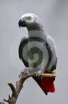 Gray Parrot