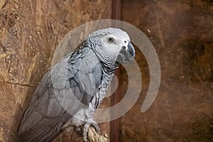 Gray parrot in a cage close up