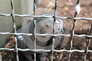 Gray parrot cenerino bird