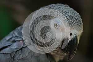 Gray parrot close up photo