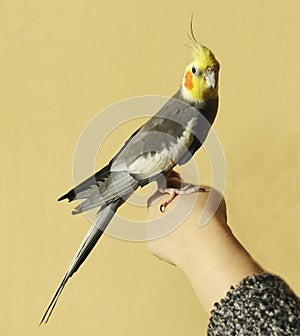 Gray parrot ockatiel, yellow head, orange cheeks