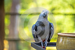 A gray parrot redtail jako cleans feathers near a feeding trough. Psittacus erithacus