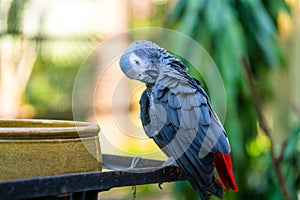 A gray parrot redtail jako cleans feathers near a feeding trough. Psittacus erithacus