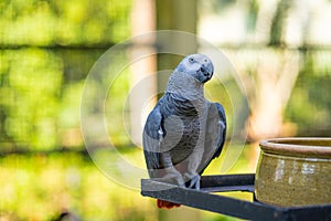 A gray parrot redtail jako cleans feathers near a feeding trough. Psittacus erithacus