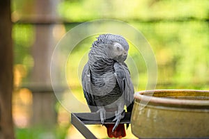 A gray parrot redtail jako cleans feathers near a feeding trough. Psittacus erithacus