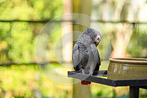 A gray parrot redtail jako cleans feathers near a feeding trough. Psittacus erithacus