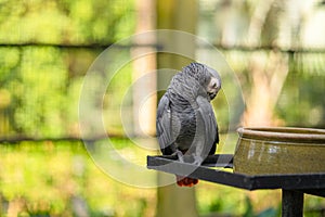 A gray parrot redtail jako cleans feathers near a feeding trough. Psittacus erithacus