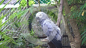 Gray Parrot Sitting on Perch