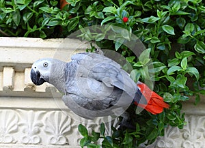 Gray parrot
