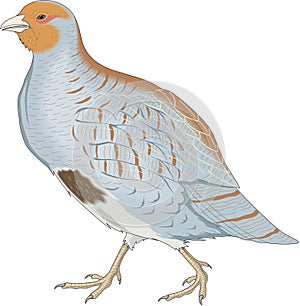 Gray Partridge Illustration