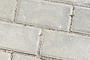 Gray paving slabs with green grass sprouts. Abstract background