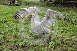 Gray pelican with clipped wings