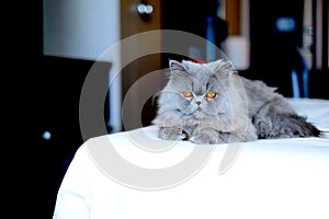Grey Persian Cat photo