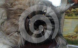 Gray PersianCat with protrude tusk falling to sleep in the warm day photo