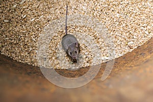 Gray pest  little mouse climbed into a barrel of Golden wheat grains and spoil the harvest