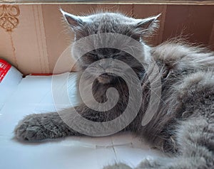 A gray pet cat is enjoying sunbathing in front of an apartment window.