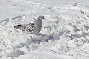 Gray pigeon with bright eyes and rainbow neck is walking in the park in winter