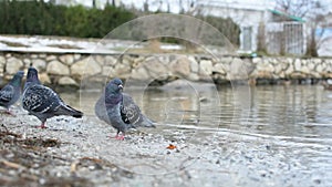 A gray pigeon close-up on the shore of a pond gets wet in the rain.