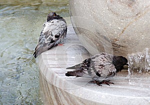 Gray pigeon drinking water