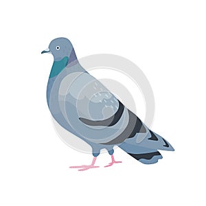 Gray pigeon flat vector illustration. Cute bird with dark grey plumage. Standing dove side view. Urban fauna