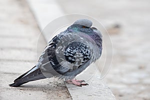 gray pigeon fluffed from the cold sits on the curb in the city