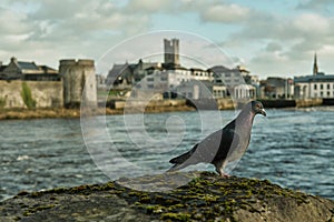 Gray pigeon on a mossy rock against the famous Limerick Castle in Ireland