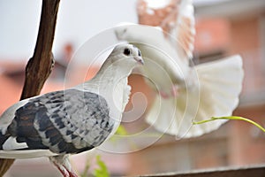 Gray pigeon with a white head and short beaked on a terrace