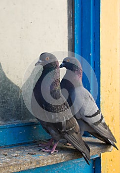 Gray Pigeons
